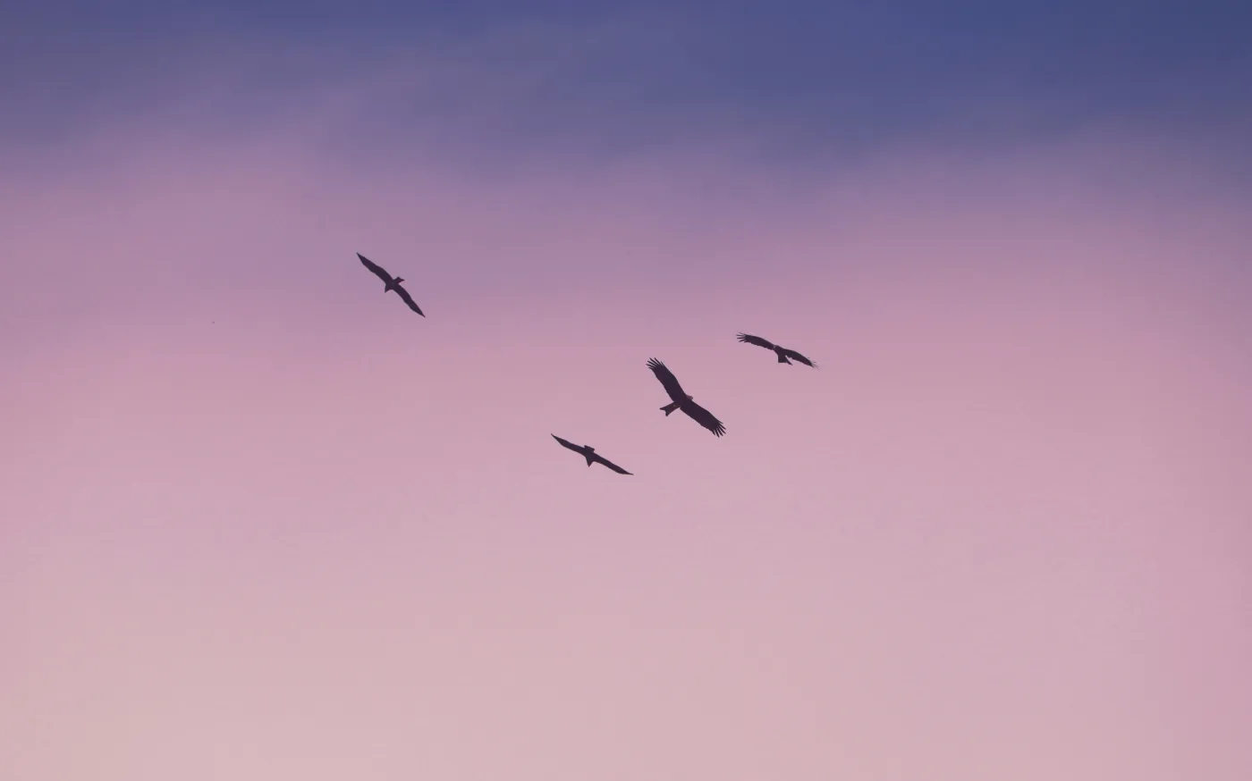 birds flying under blue sky during daytime by Saurav Mahto courtesy of Unsplash.