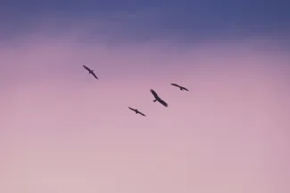 birds flying under blue sky during daytime by Saurav Mahto courtesy of Unsplash.